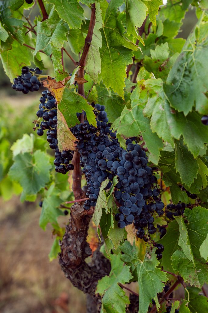 Chateau de Saint Esteve grappe vigne